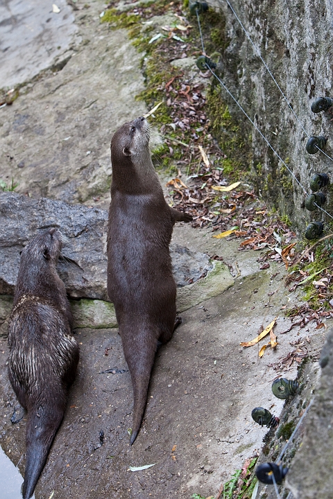 IMG_4073.jpg - Loutre