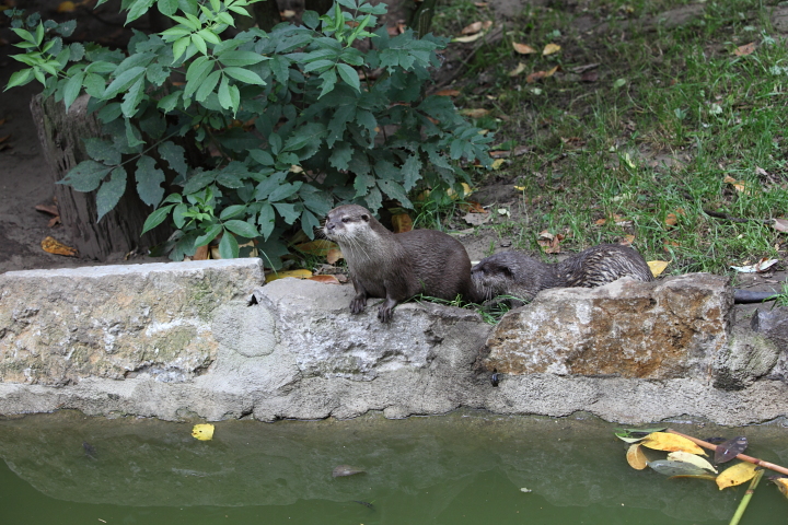 IMG_4082.JPG - Loutre