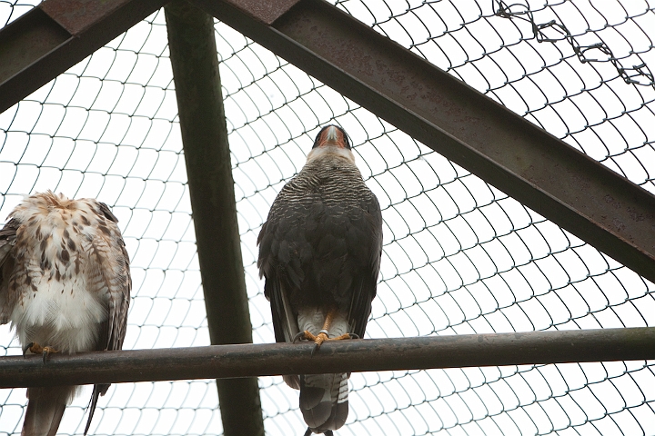 IMG_4108.jpg - caracara huppé