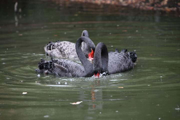 IMG_4202.JPG - l'enclos de l'hippo est partagé par des cygnes noirs