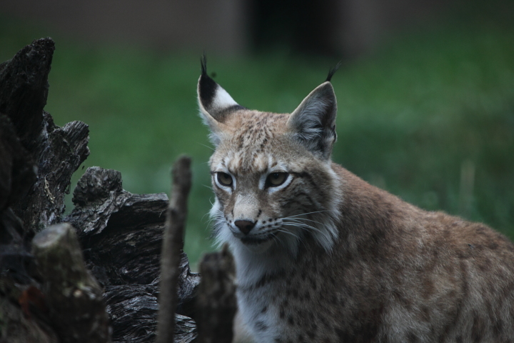 IMG_4219.JPG - des lynx communs