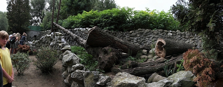 enclosdesratonslaveurs.jpg - Pano de l'enclos des ratons laveurs