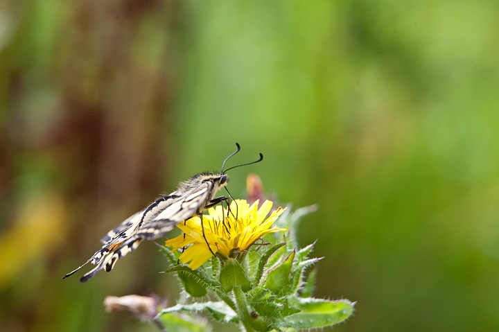 IMG_0403.jpg - Machaon