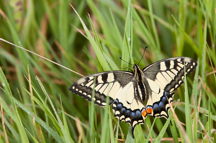 IMG_0406.jpg - Machaon