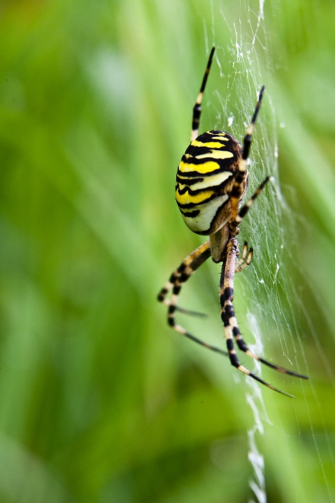 IMG_0481.jpg - Argiope
