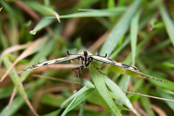 IMG_0499.jpg - Machaon