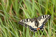 IMG_0406