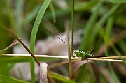 IMG_0529