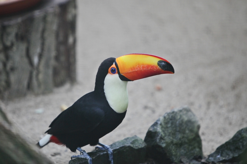 IMG_1422.jpg - toucan plus caché ! tant mieux