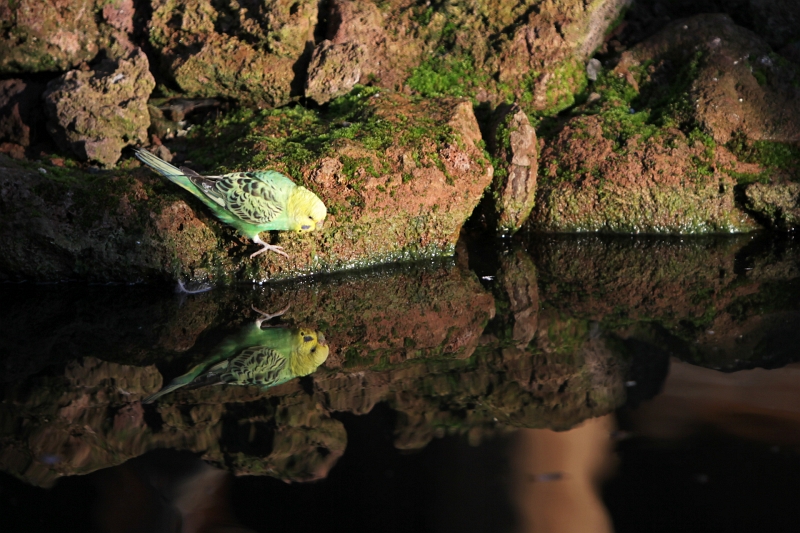 IMG_1657.jpg - dans le monde australien