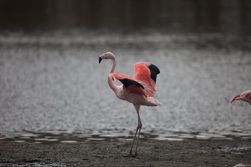 IMG_0042.jpg - même avec un bout d'aile coupée, il essais de s'échapper du parc qui a changé de nom