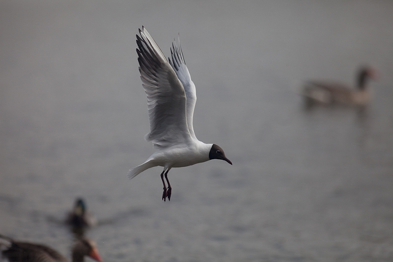 IMG_0103.jpg - même la mouette rieuse fait la gueule pour le changement de nom