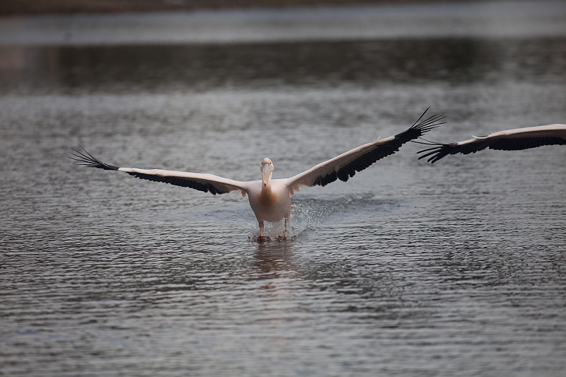 IMG_0165.jpg - atterissage en douceur