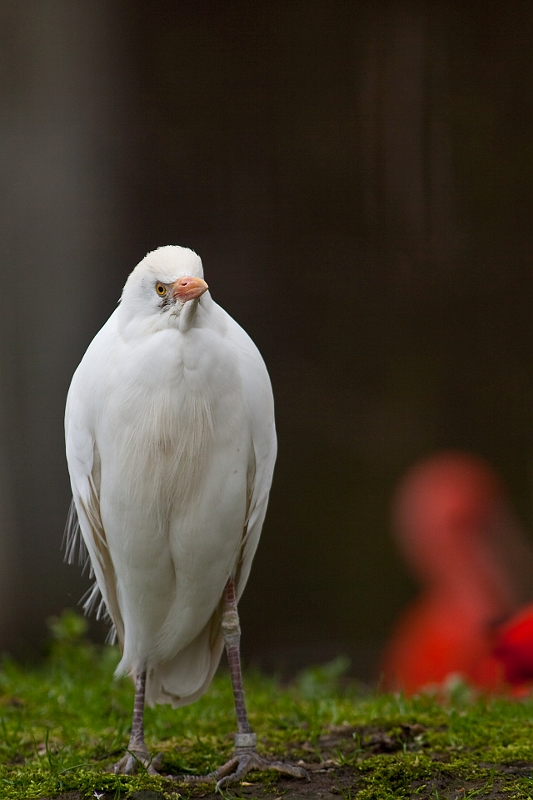 IMG_0413.jpg - le héron garde boeuf refuse de déplier ses ailes depuis que le parc a changé de nom.