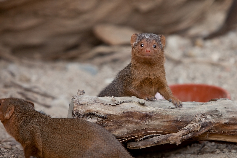 IMG_0720.jpg - mangoustes naines