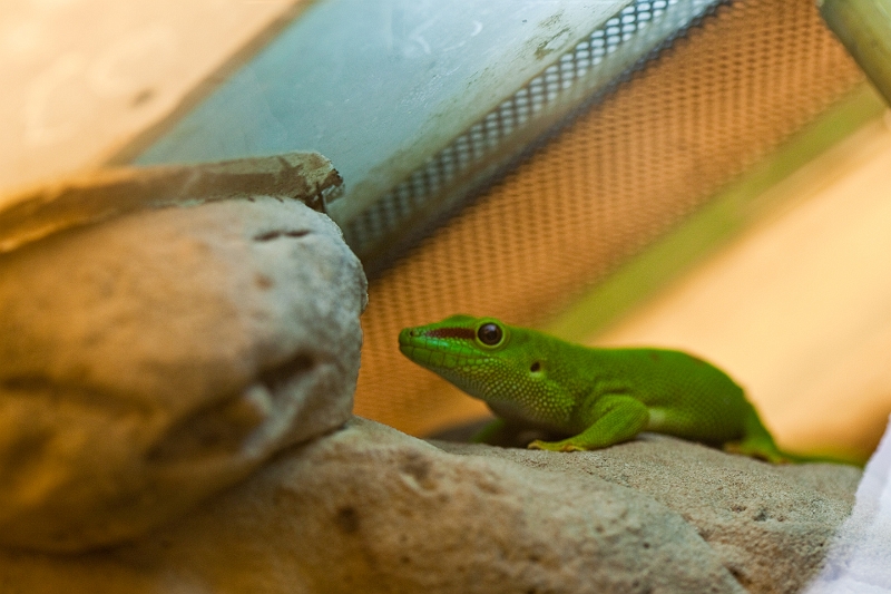 IMG_9930.jpg - Phelsuma madagascariensis (lui et la grenouille ont pris la place des phasmes qui n'ont pas du passer l'hiver)
