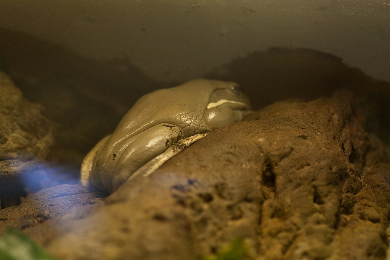 IMG_9932.jpg - rainette géante