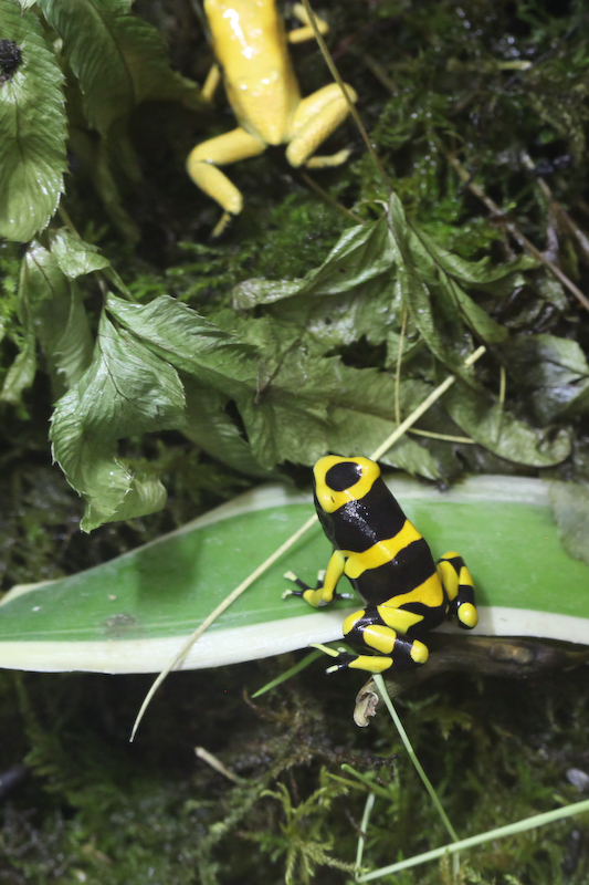 IMG_0084.jpg - en haut grenouille venimeuse doré -  Dendrobates leucomelas en bas je crois