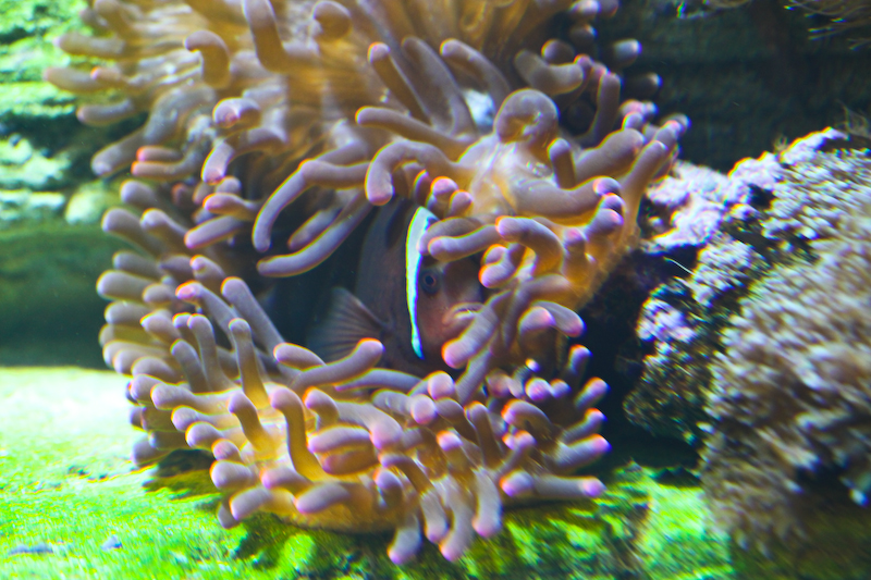 IMG_9668.jpg - Amphiprion frenatus