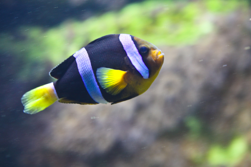 IMG_9679.jpg - Amphiprion frenatus