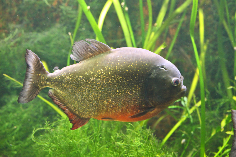 IMG_9704.jpg - Piranha rouge, Serrasalmus nattereri