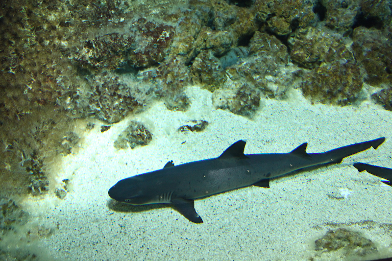 IMG_9716.jpg