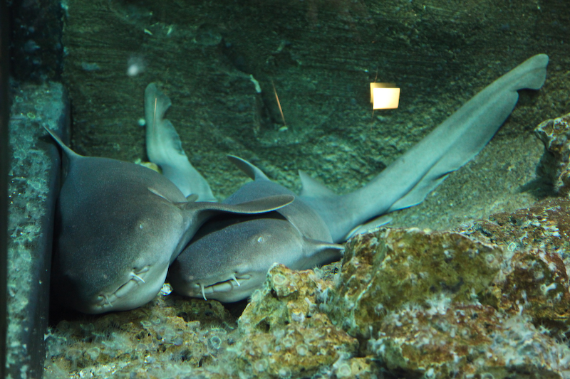 IMG_9730.jpg