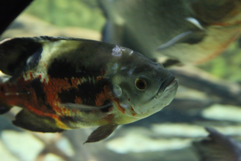 IMG_9930.jpg - Oscar rouge, Astronotus ocellatus