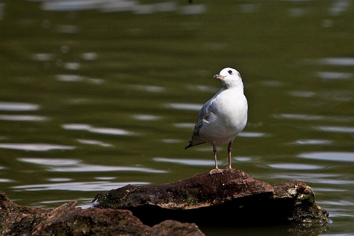 IMG_4386.jpg - Mouette rieuse en liberté