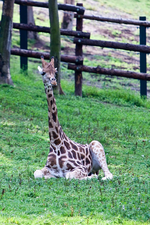 IMG_4635.jpg - griraffe