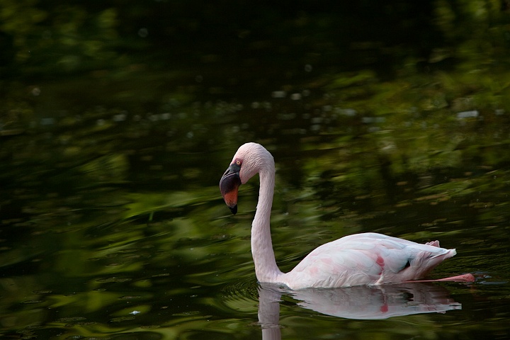 IMG_4949.jpg - Flamant nain