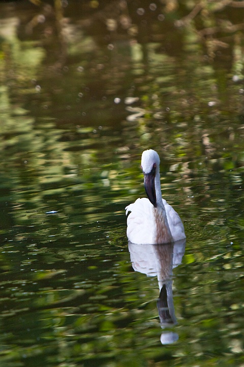 IMG_4982.jpg - Flamant nain