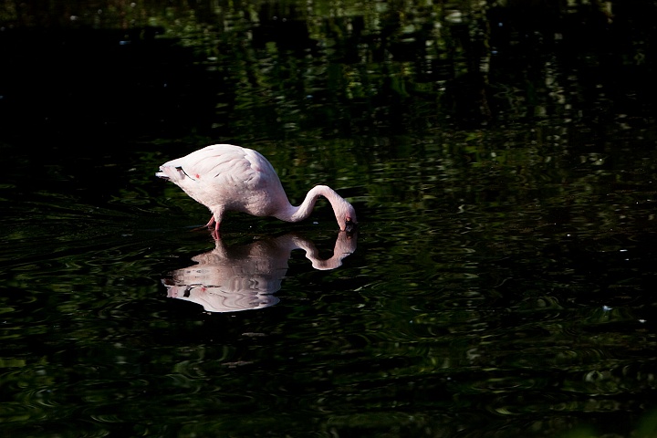 IMG_5008.jpg - Flamant nain