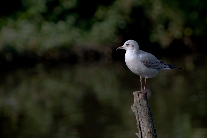 IMG_5051.jpg - Mouette rieuse