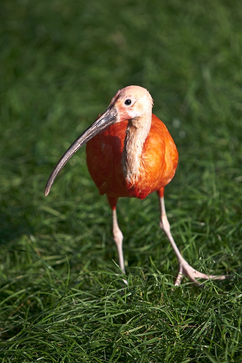 IMG_5122.jpg - Ibis Rouge