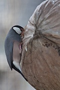 IMG_4376