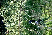 IMG_4461