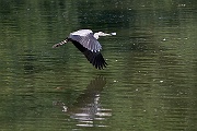 IMG_4496