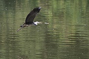 IMG_4498