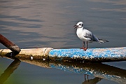 IMG_4502