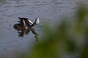 IMG_4803