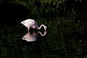IMG_5008