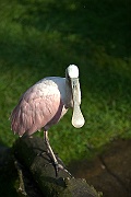IMG_5128