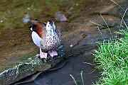 IMG_5234