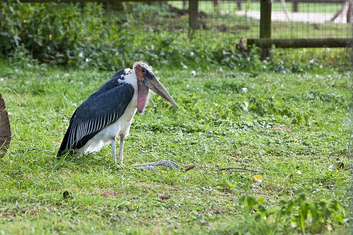 IMG_2222.jpg - un marabout discret