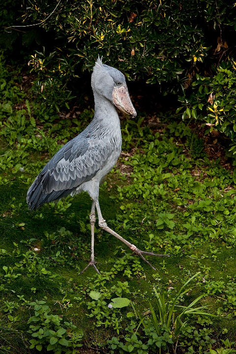IMG_2307.jpg - Bec en sabot qui ont bougé un peu plus que d'habitude (bougé est un bien grand mot... quelques pas :)   )