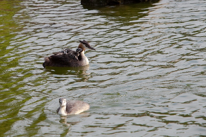 IMG_2497.jpg - Bonne photo, celui du bas qui etait un petit en début de saison se fait chasser par la mère avec les petits , est il déjà trop grand et elle veut qu'il vole de ses propres ailes ou est-ce un autre couple.j'ai passé du temps à les observer depuis l'ile des samiris.