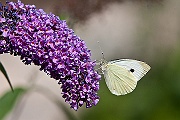 IMG_2096