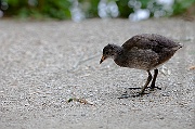 IMG_2168