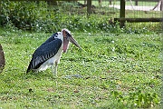 IMG_2222
